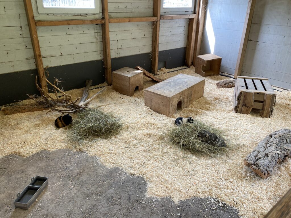 Bild der Meerschweinchen im Zoo Zürich