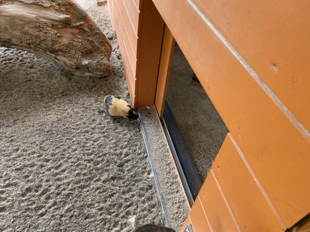 Bild der Meerschweinchen im Zoo Zürich