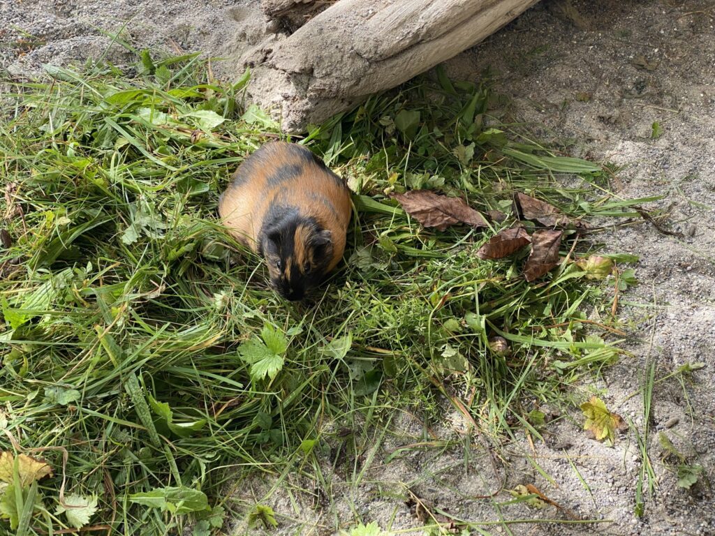 Bild der Meerschweinchen im Zoo Zürich