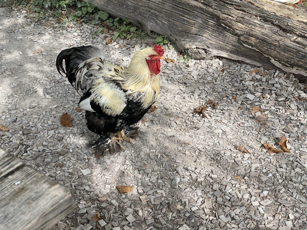 Bild des Güggels im Zoo Zürich