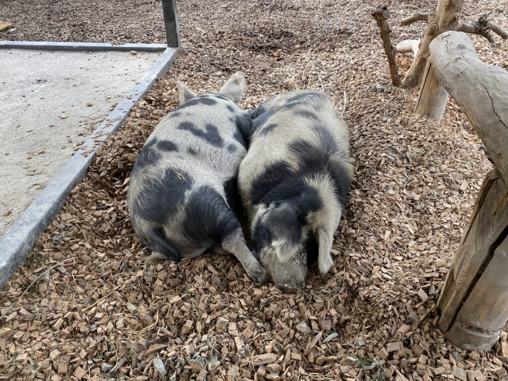 Bild der Schweine im Zoo Zürich
