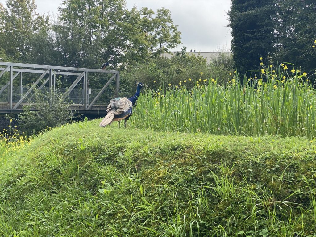 Bild des Pfaus im Zoo Zürich