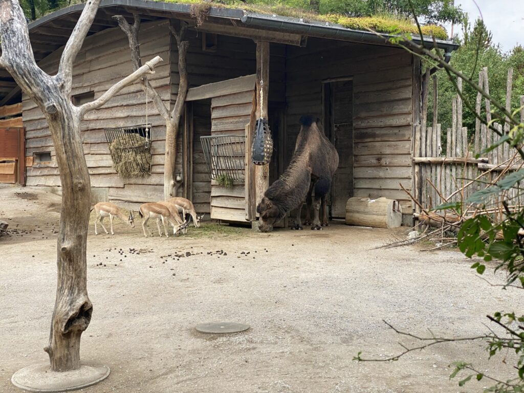 Bild des Kamels im Zoo Zürich