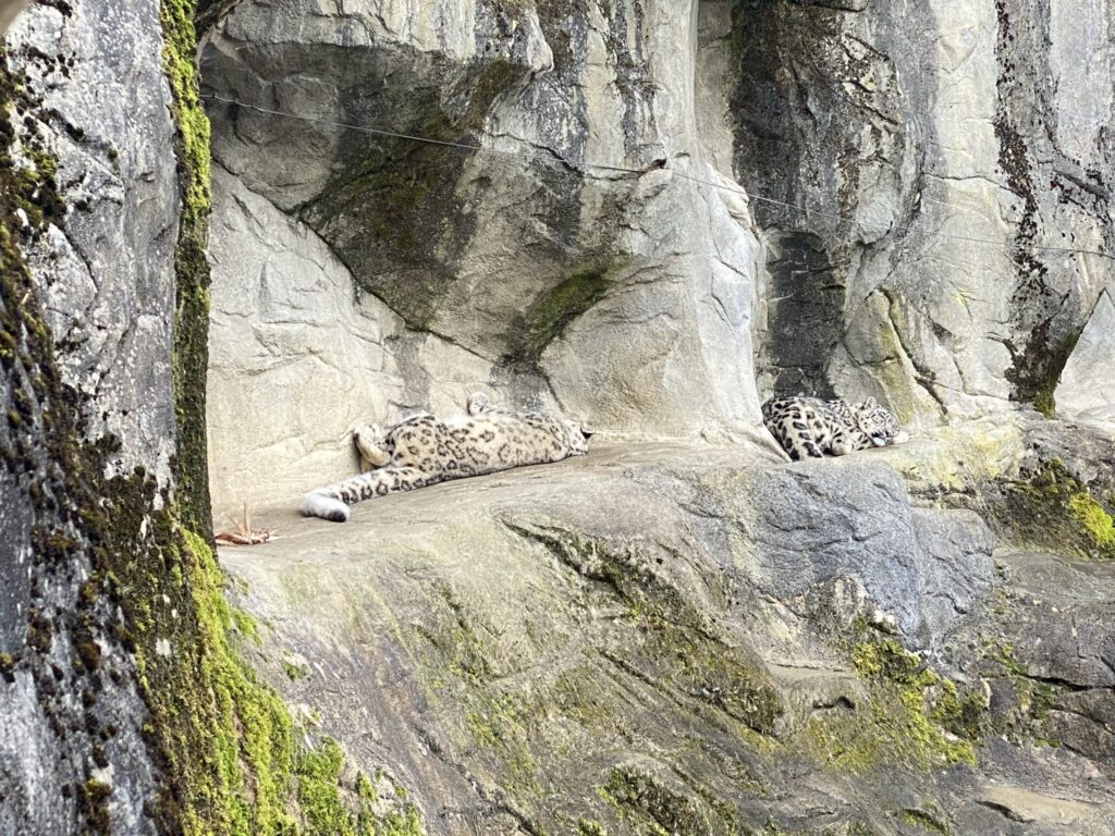 Bild der Schneeleoparden im Zoo Zürich
