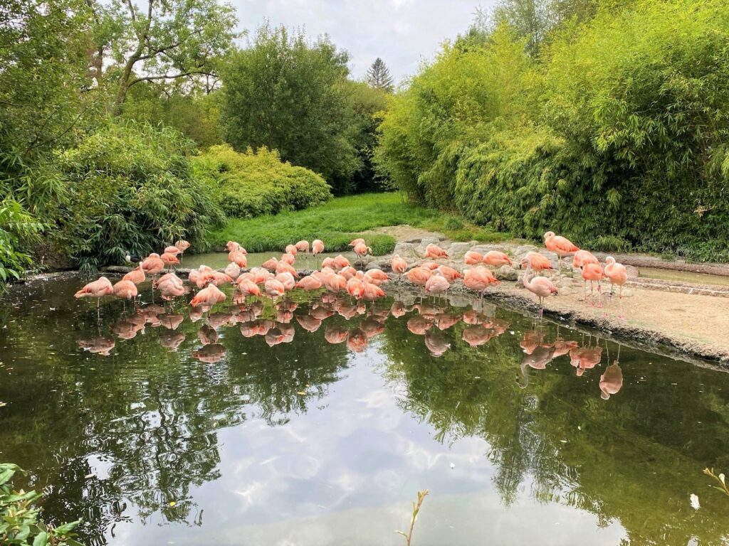 Bild der Flamingos im Zoo Zürich