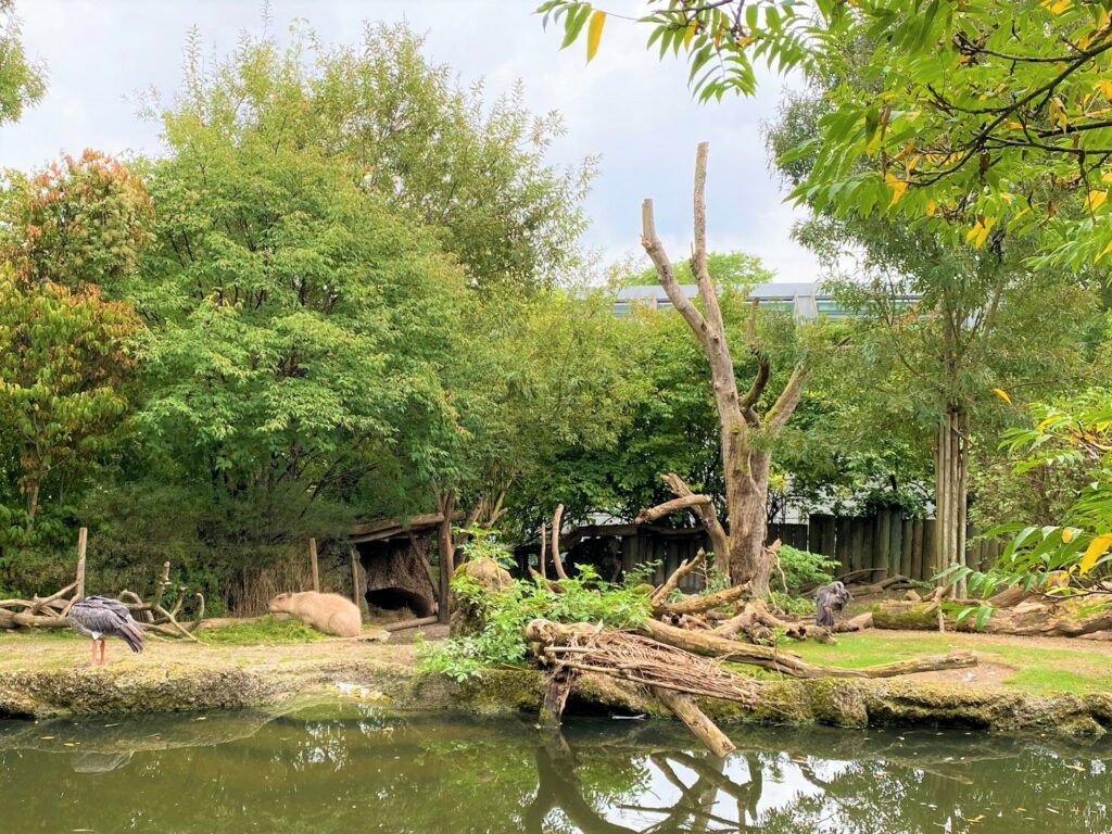 Bild des Capybaras im Zoo Zürich