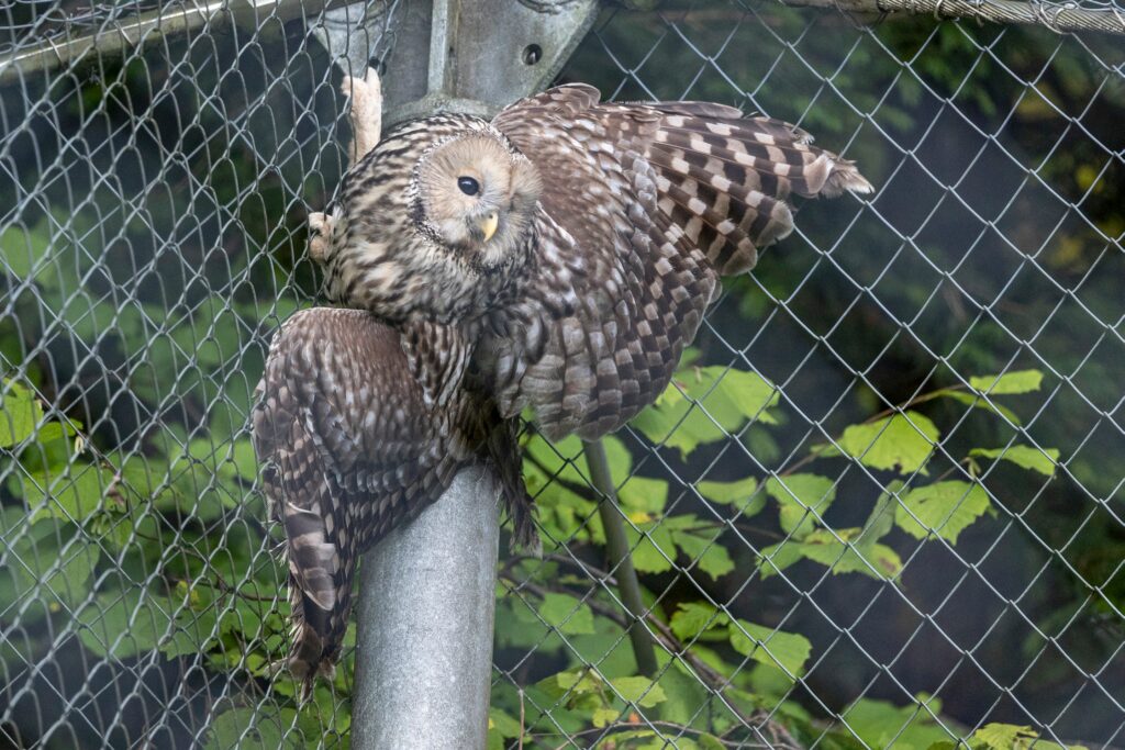 Bild des Habichtkauz im Zoo Zürich