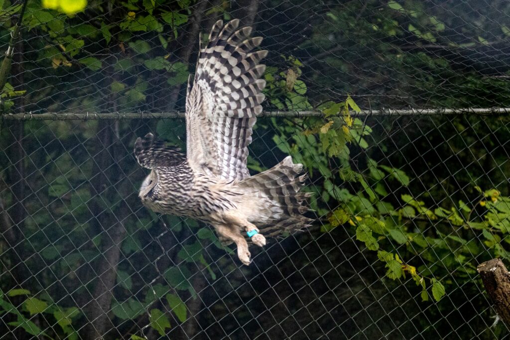 Bild des Habichtkauz im Zoo Zürich