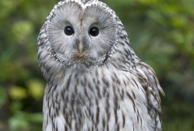 Bild des Habichtkauz im Zoo Zürich