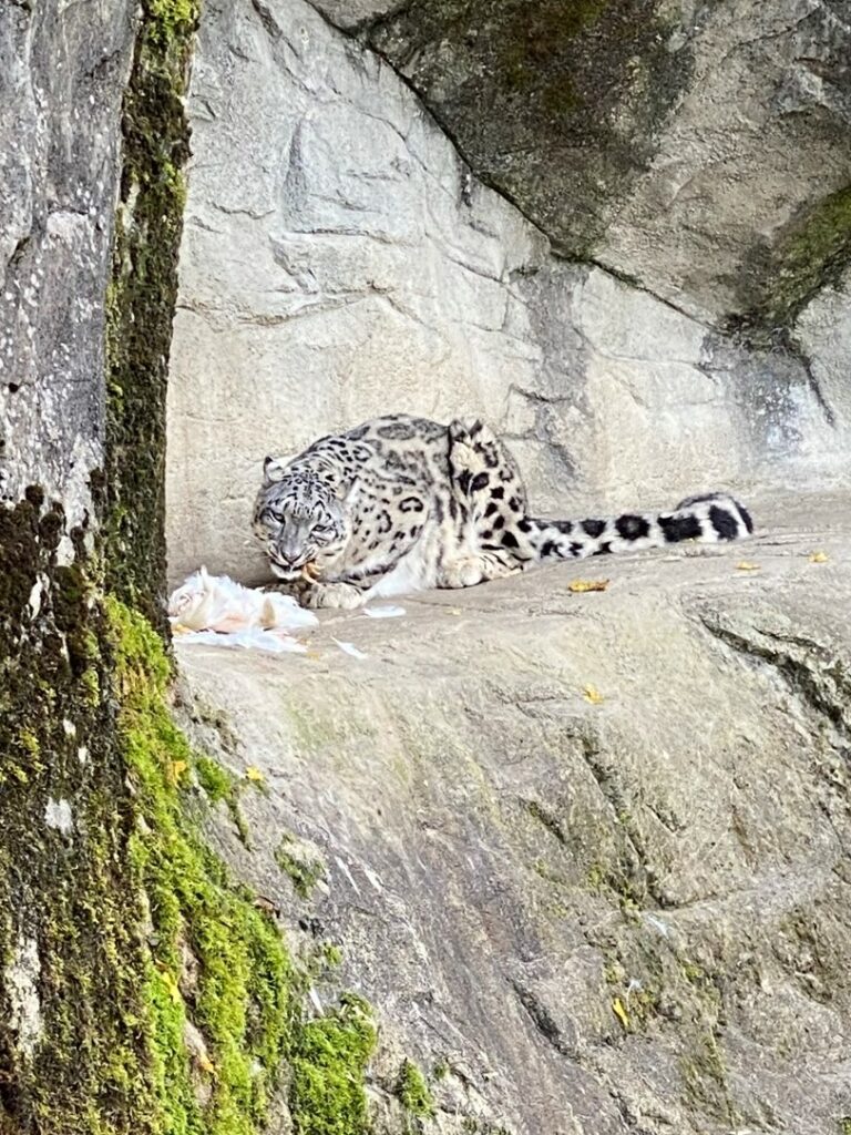 Bild des Schneeleoparden im Zoo Zürich