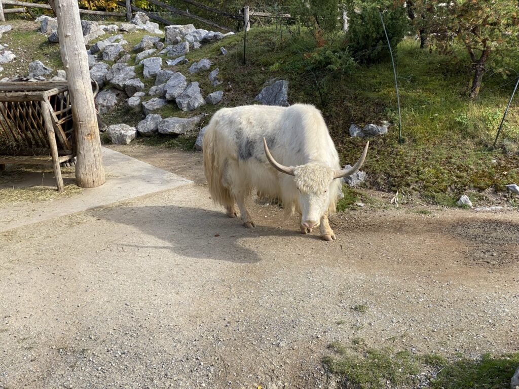 Bild des Yaks im Zoo Zürich