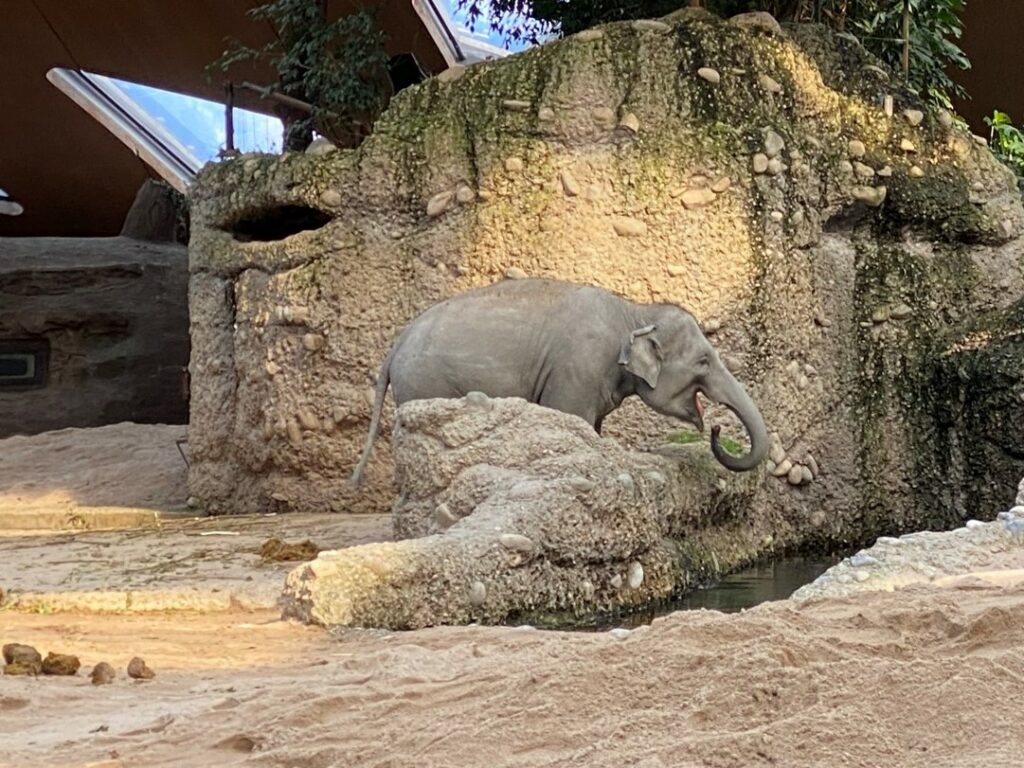 Bild eines Elefanten im Zoo Zürich