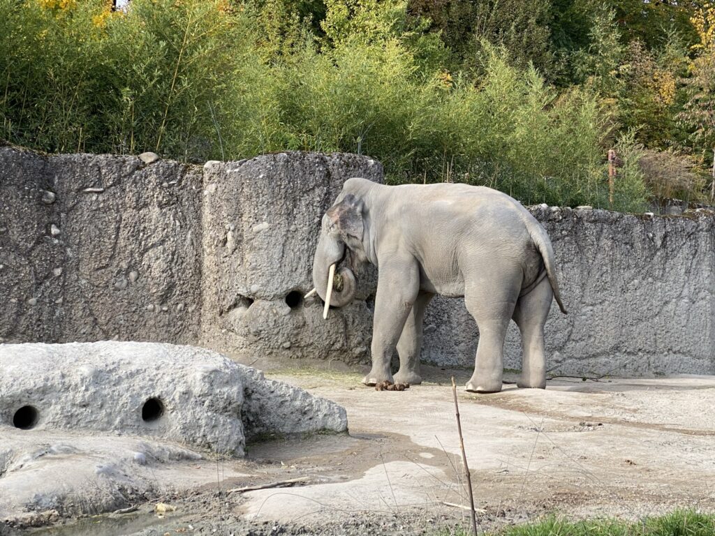 Bild eines Elefanten im Zoo Zürich