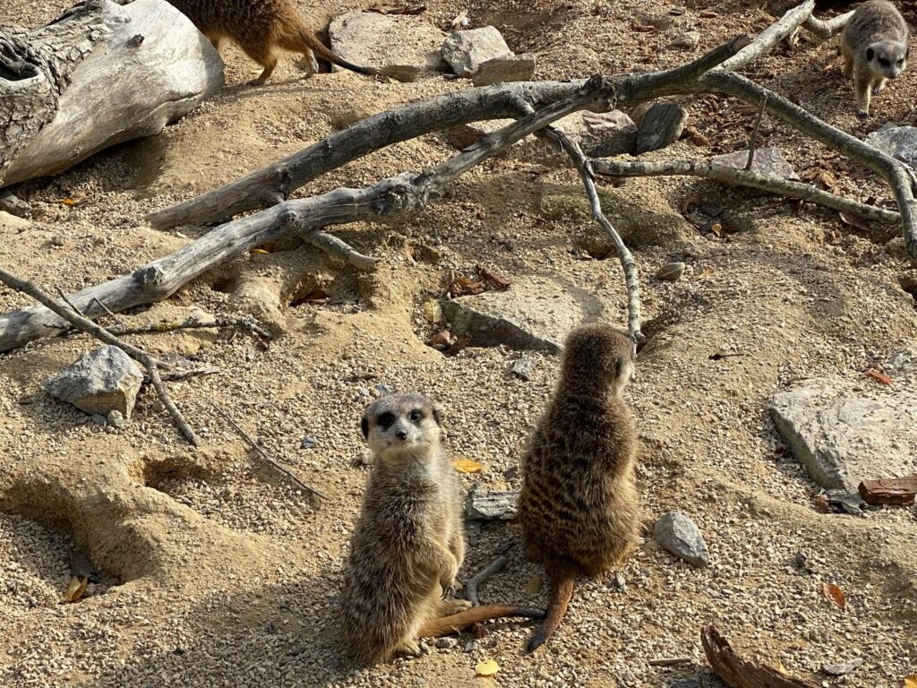 Bild der Erdmännchen im Zoo Zürich