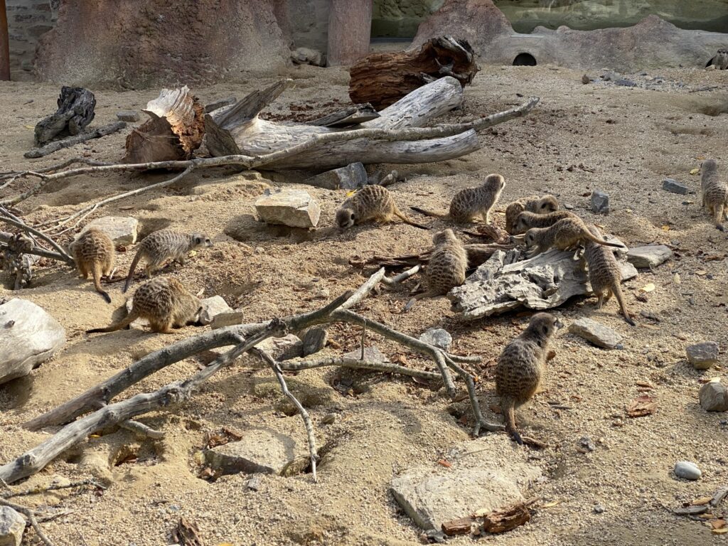 Bild der Erdmännchen im Zoo Zürich