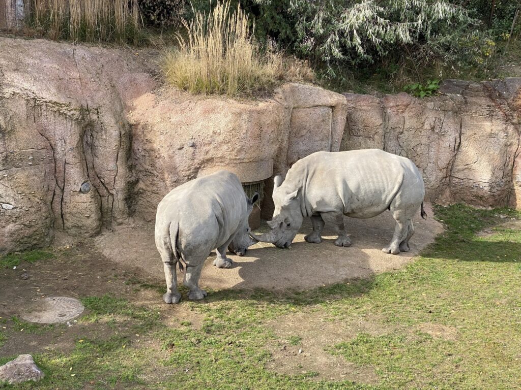 Bild der Nashörner im Zoo Zürich
