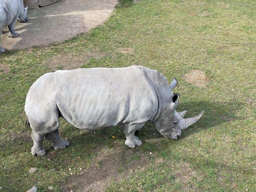 Bild des Nashorns im Zoo Zürich