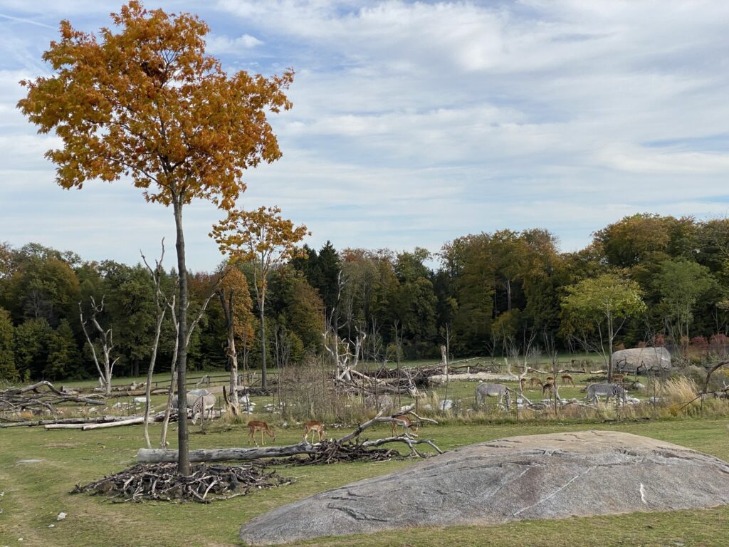 Bild der Bewohner der Lewa Savanne im Zoo Zürich