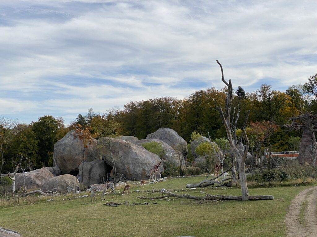 Bild der Bewohner der Lewa Savanne im Zoo Zürich