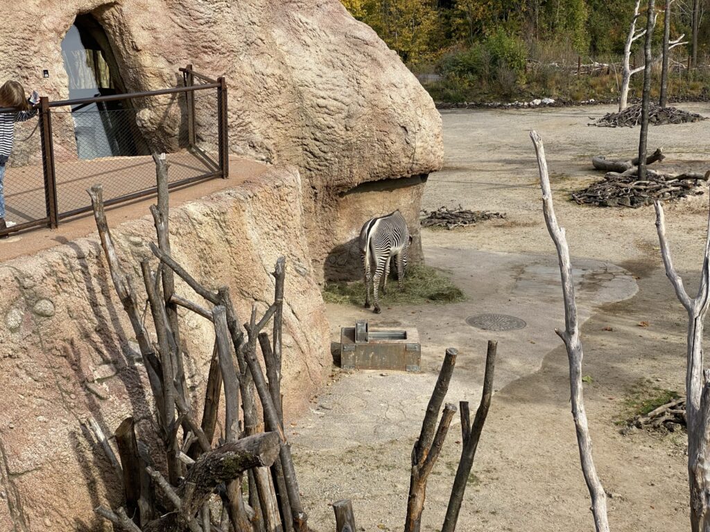 Bild des Zebras im Zoo Zürich