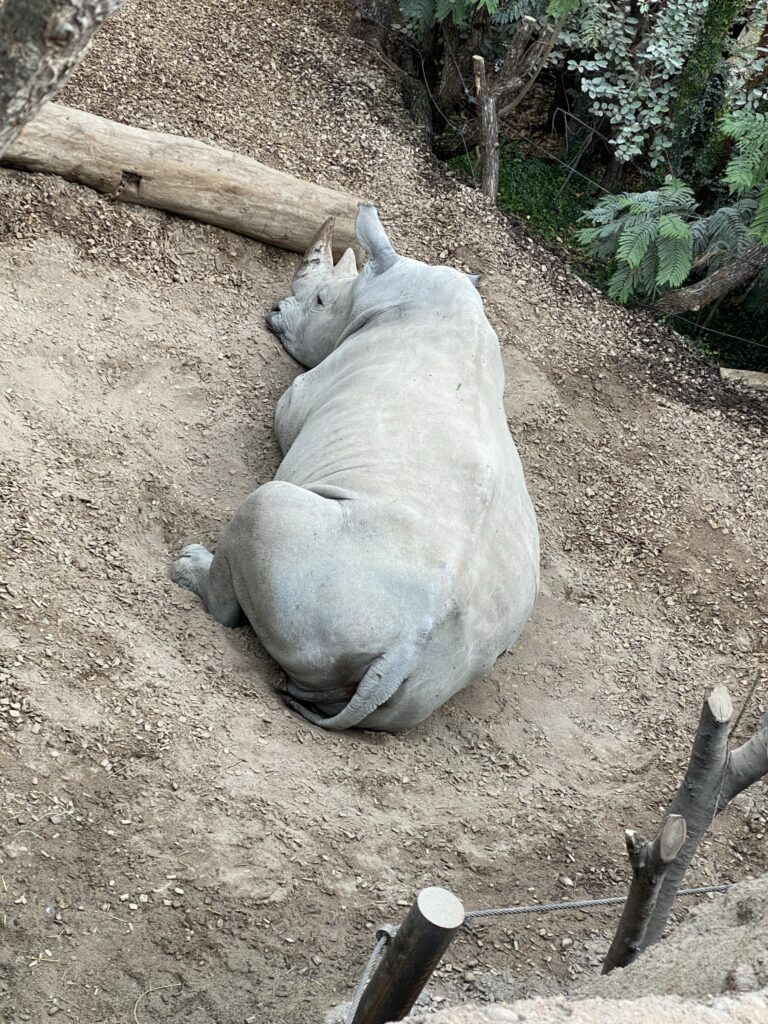 Bild des Nashorns Kimba im Zoo Zürich