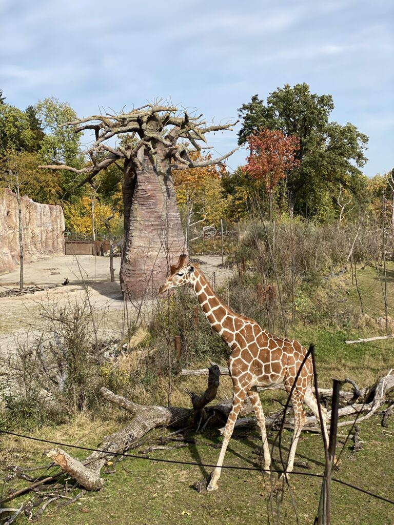 Bild der Giraffe im Zoo Zürich