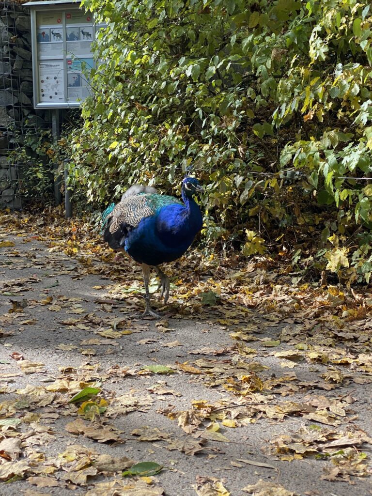 Bild des Pfaus im Zoo Zürich