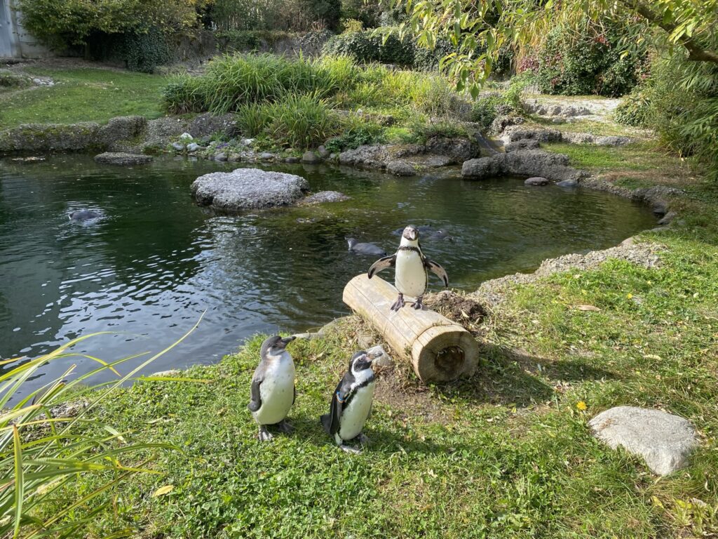 Bild der Pinguine im Zoo Zürich