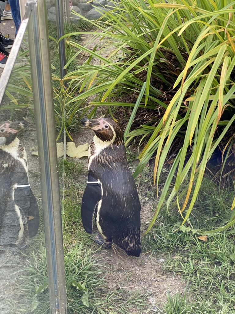 Bild eines Pinguins im Zoo Zürich