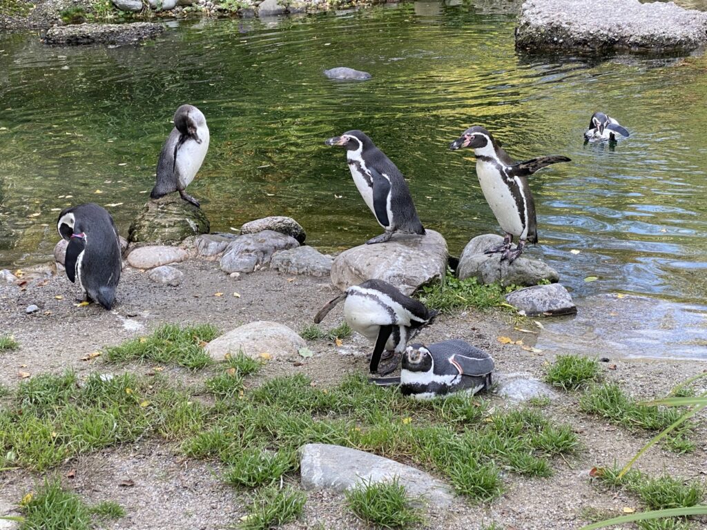 Bild der Pinguine im Zoo Zürich