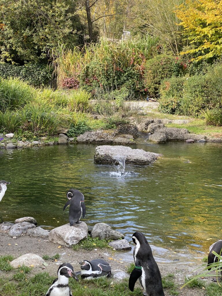 Bild der Pinguine im Zoo Zürich