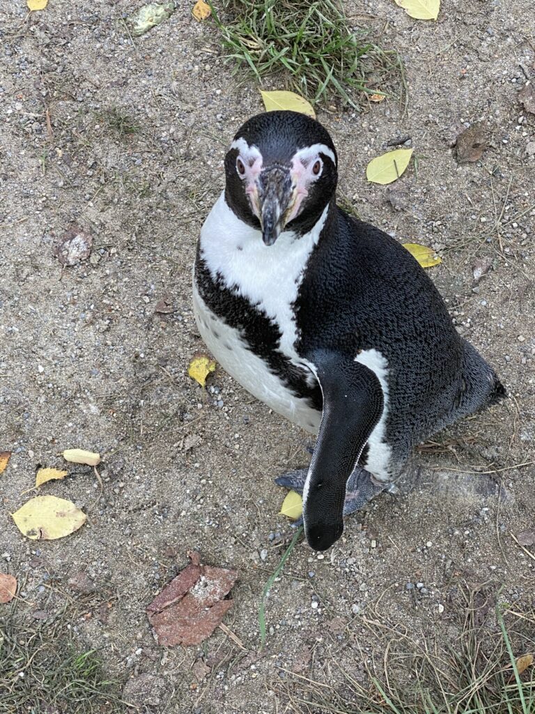 Bild eines Pinguins im Zoo Zürich