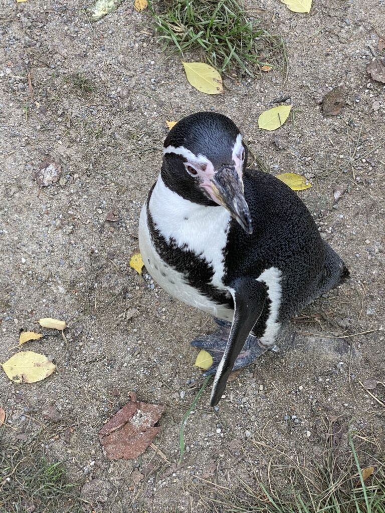 Bild eines Pinguins im Zoo Zürich