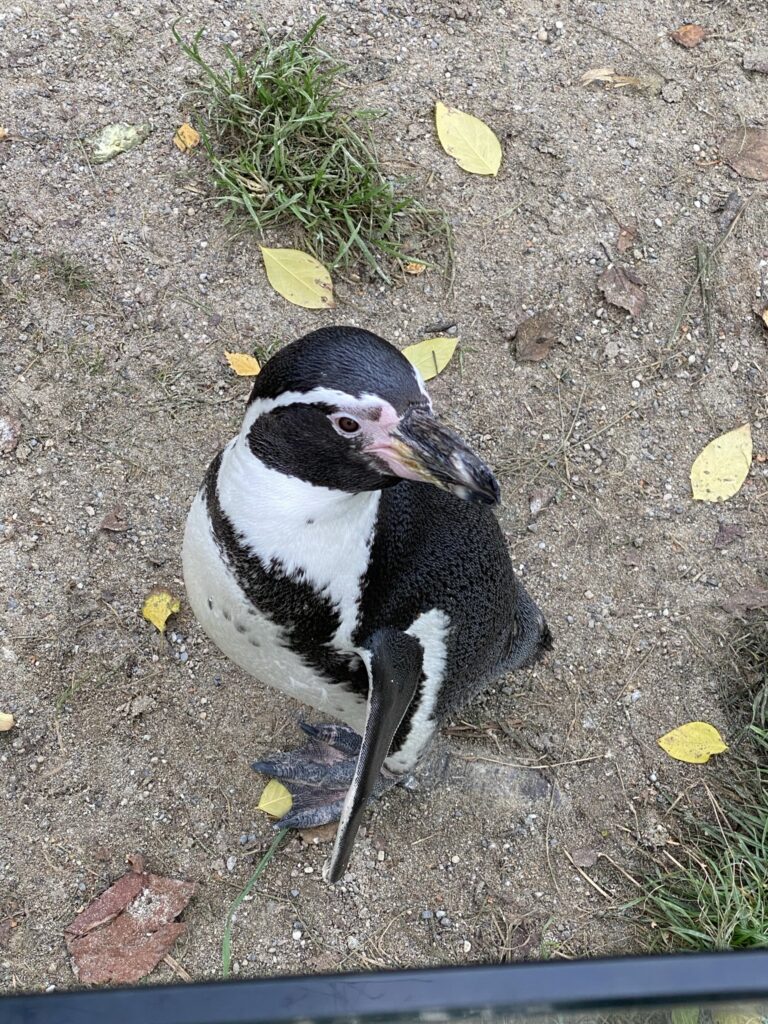 Bild eines Pinguins im Zoo Zürich