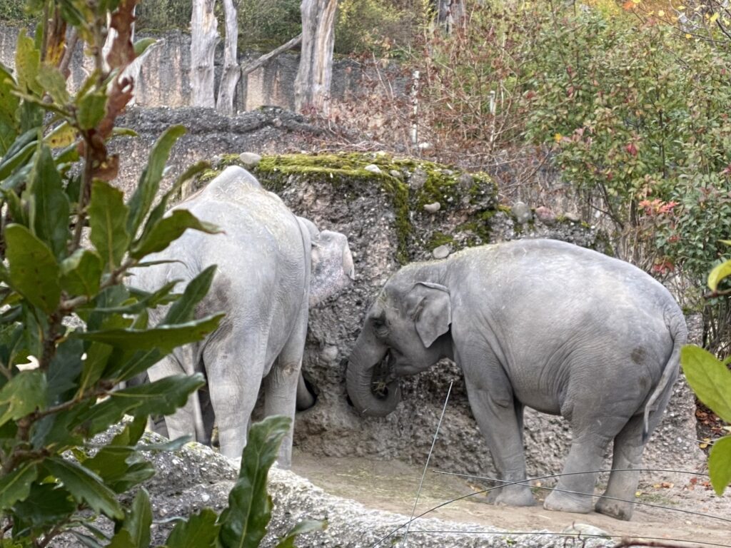 Bild der Elefanten im Zoo Zürich