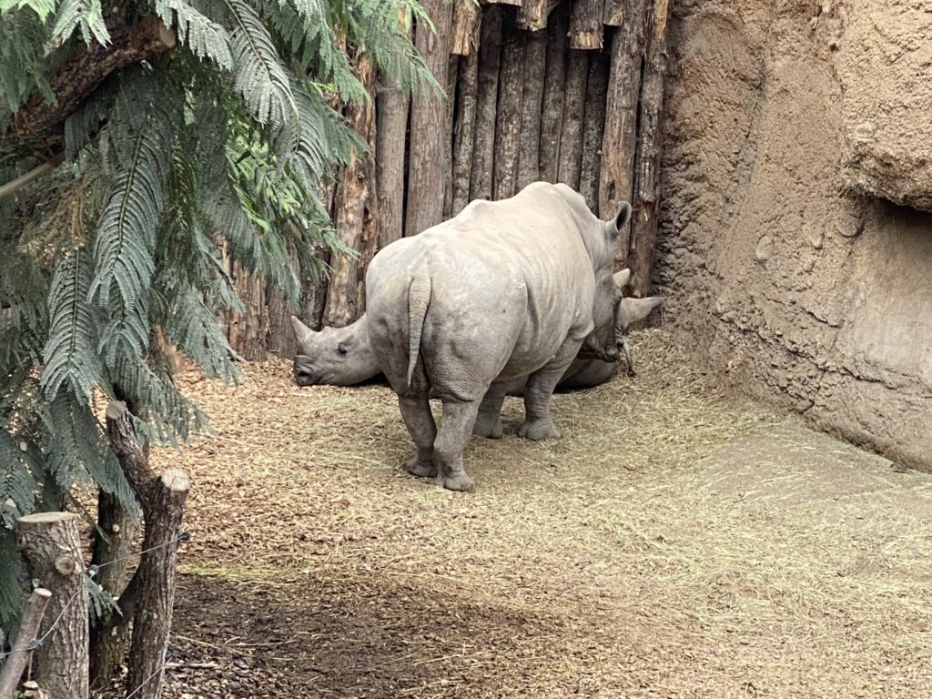 Bild der Nashörner im Zoo Zürich