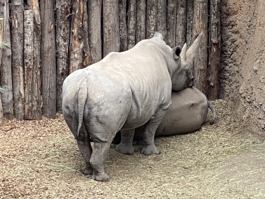 Bild der Nashörner im Zoo Zürich