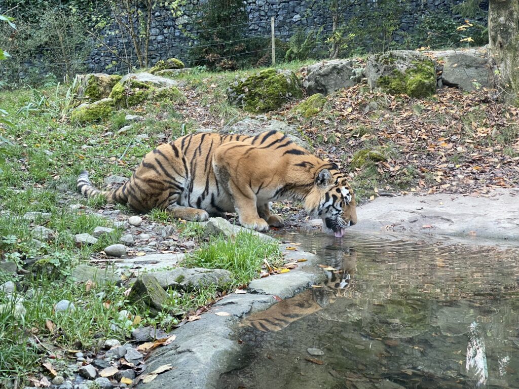 Bild des Tigers im Zoo Zürich