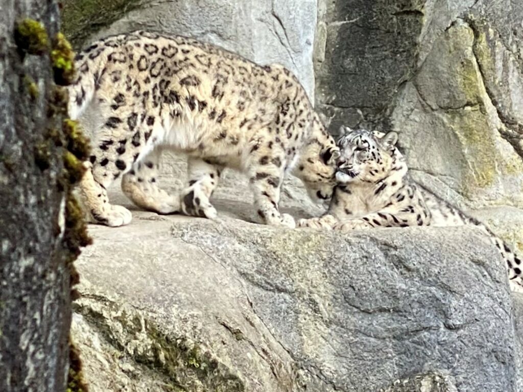 Bild der Schneeleoparden im Zoo Zürich