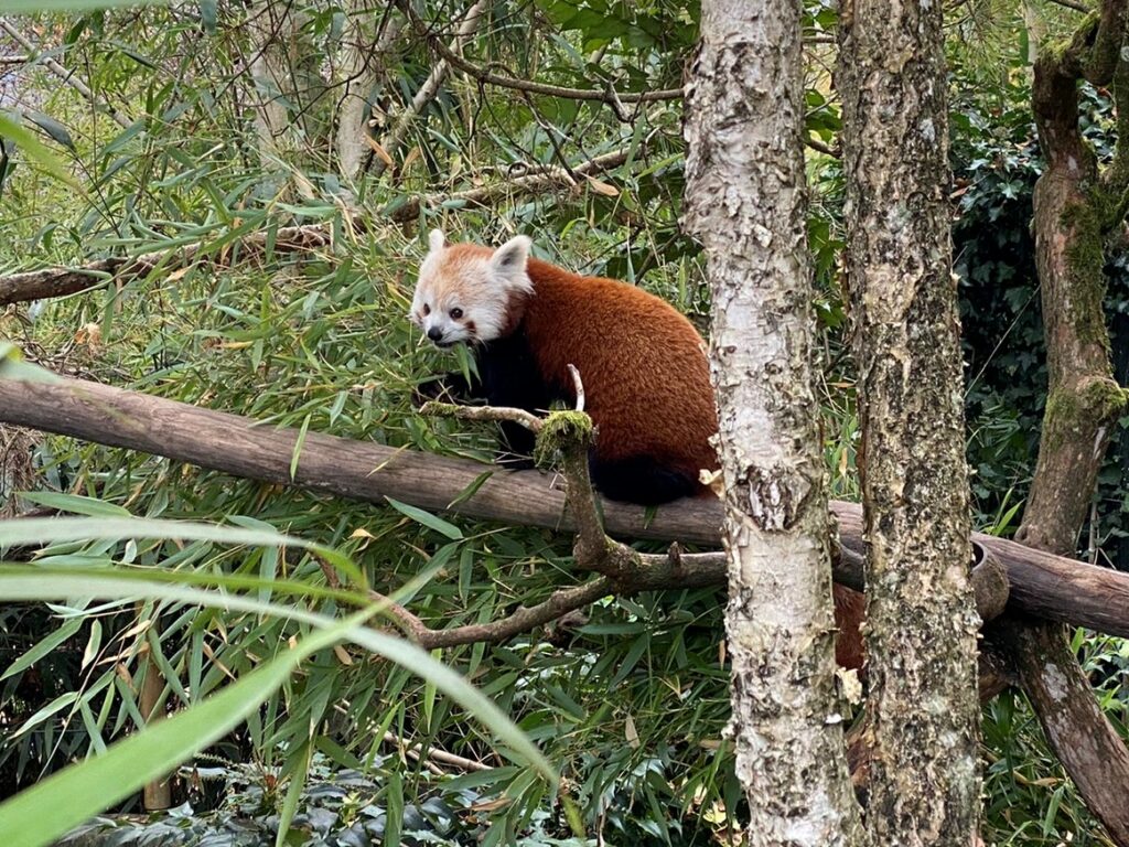 Bild des Pandas im Zoo Zürich