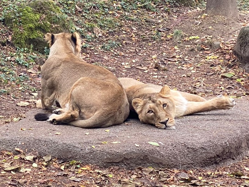 Bild der Löwinnen im Zoo Zürich