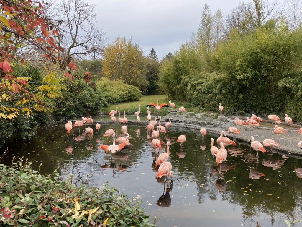 Bild der Flamingos im Zoo Zürich