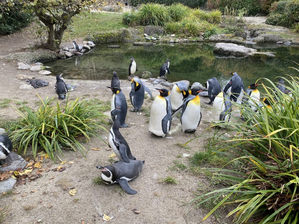 Bild der Pinguine im Zoo Zürich