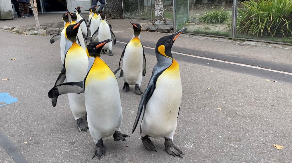 Bild der Pinguine im Zoo Zürich