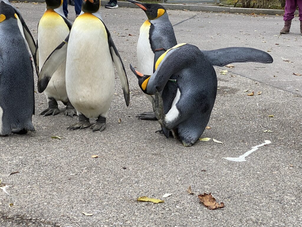 Bild der Pinguine im Zoo Zürich