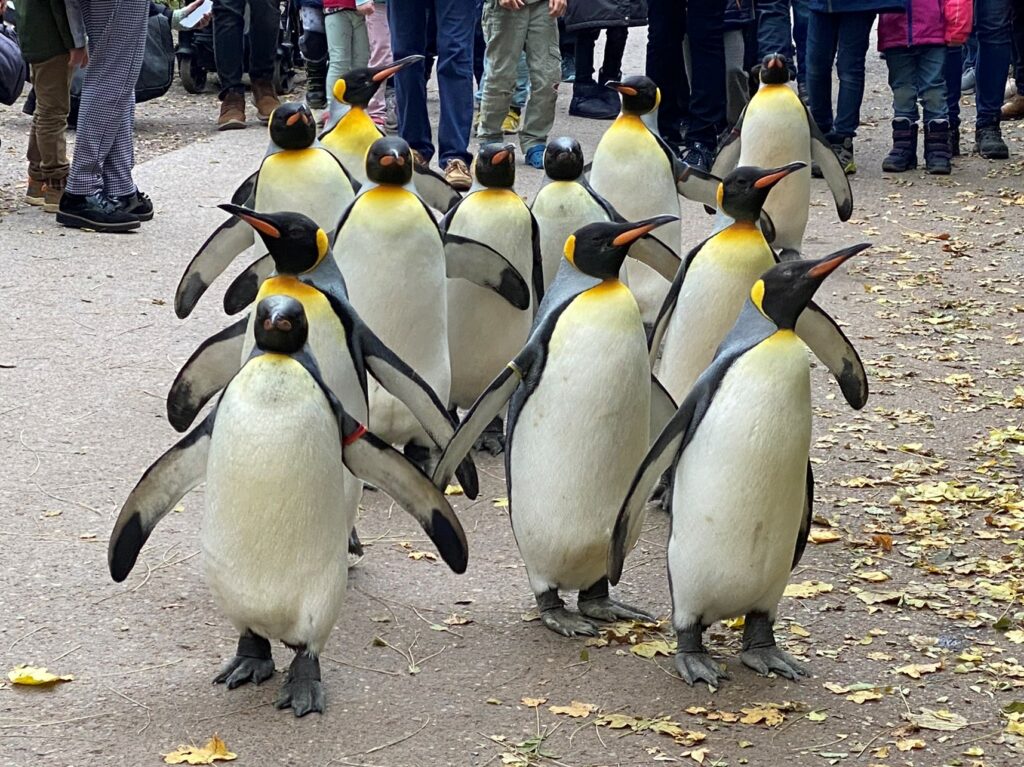Bild der Pinguine im Zoo Zürich