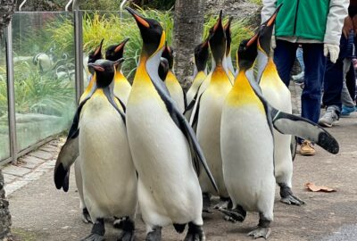 Bild der Pinguine im Zoo Zürich