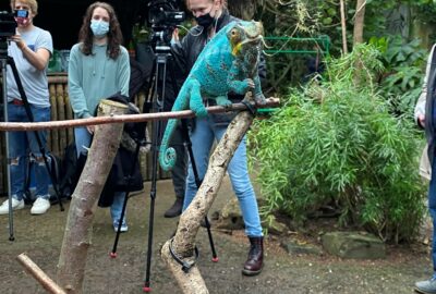 Bild von einem Chamäleon im Zoo Zürich