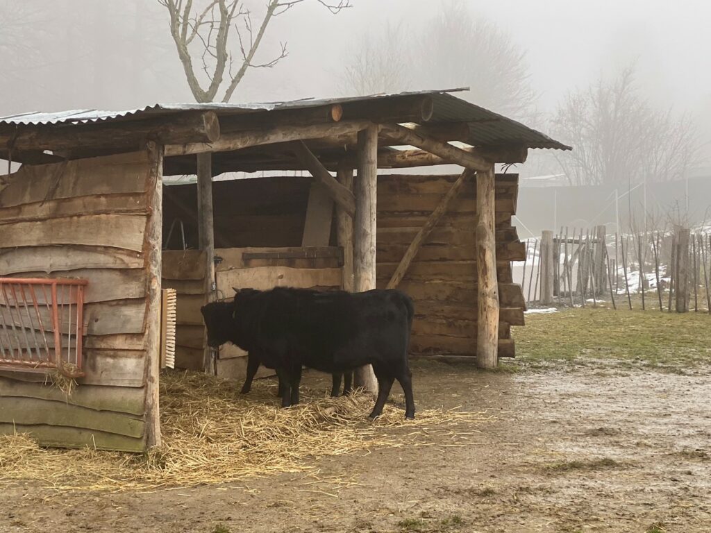 Bild der Dahomys im Zoo Zürich