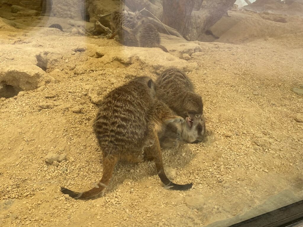 Bild der Erdmännchen im Zoo Zürich